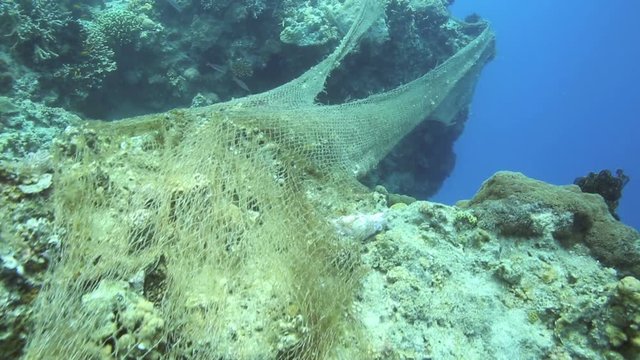 Hazard to marine life, old fishing net caught on coral reef underwater Philippines 