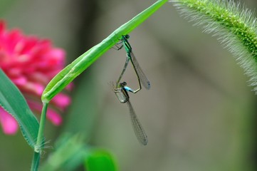 クロイトトンボ