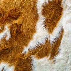 cow fur background (44)