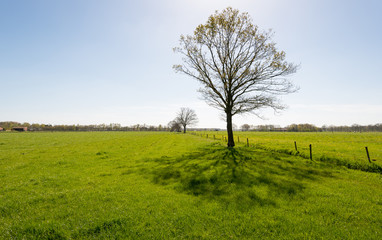 Solitary tree in a green meadow landscape