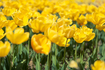 Fototapeta premium Rows of yellow tulips in bright sunny day