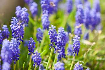 Grape hyacinth or pink lilac in nature