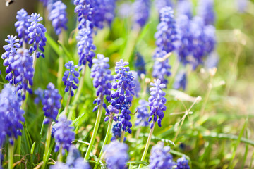 Grape hyacinth or pink lilac in nature
