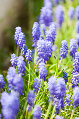 Obraz premium Grape hyacinth or pink lilac in nature
