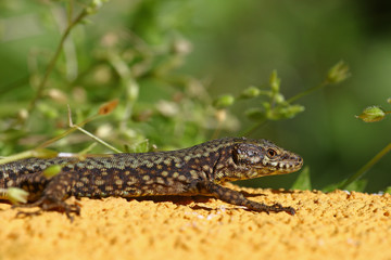 Common lizard portrait, Podarcis Muralis