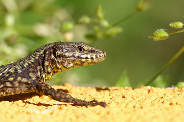 Common lizard portrait, Podarcis Muralis