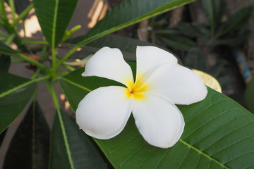 White Plumeria Flowers on green leaf.