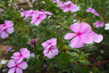Pink Vinca flower.