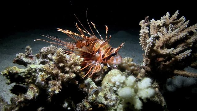 Lionfish sheltering on coral reef at night in Apo Island, Philippines