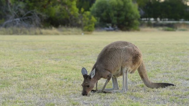 K&auml;nguru in Bewegung, West Australien, Perth