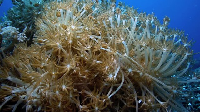 Underwater world, pulsating soft coral xenia