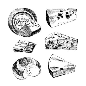 Vector Cheese Sketch Drawing Designer Template. Farm Food Collection. Hand Drawn Dairy Product