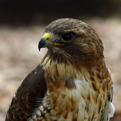 small falcon in profile