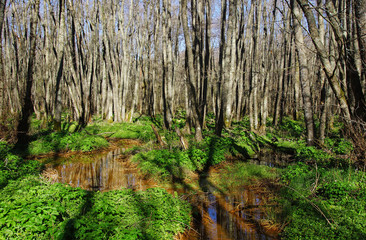 marais du lac de Chambon