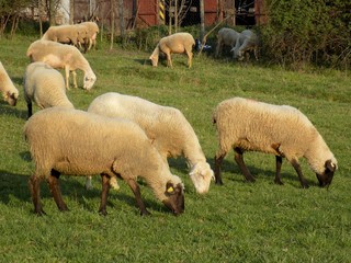 Obraz na płótnie Canvas Sheep grazing on meadow