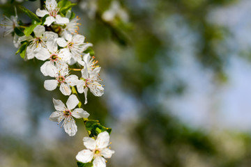 Blossom flower on a springtime in natural light