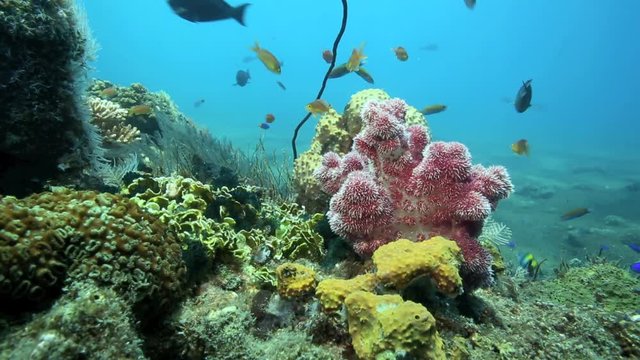 Protected coral reef and reef fish underwater at Apo Island, Philippines 