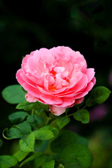Pink roses Blooming in the garden green.