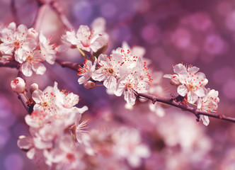 Fototapeta na wymiar Blossom tree over nature background/ Spring flowers/Spring Background/Natural bokeh