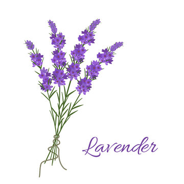 Bouquet of violet lavender