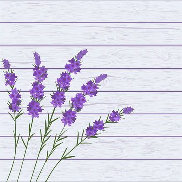 Bouquet of violet lavender