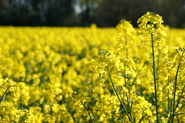 Obraz premium Landschaft in Frühling