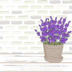  Violet lavender in pot on wood