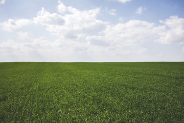 Fototapeta premium Green Grass Field