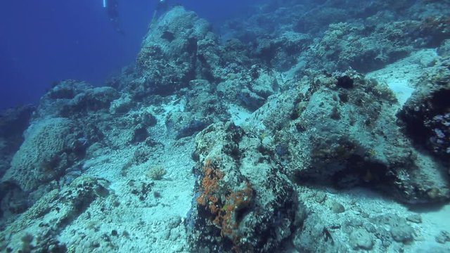 Scuba divers in fast drift dive over coral reef at Apo Island, Philippines 