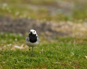 White Wagtail (Motacilla alba) resting on a green grass meadow