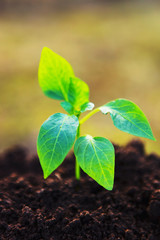 Plant close up.