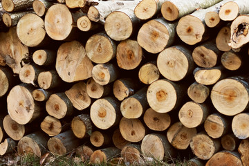 Fototapeta premium Wood logs texture / background