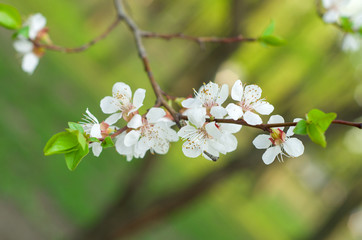 Blooming cherry
