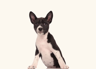 Basenji dog puppy isolated over white background