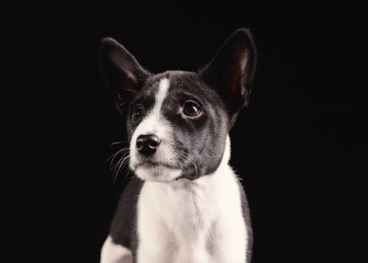 Basenji dog puppy isolated over black background