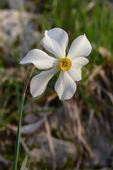 narciso dei poeti (Narcissus poeticus) - fiore