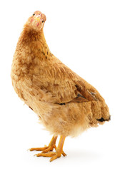 Fototapeta premium Brown hen isolated.