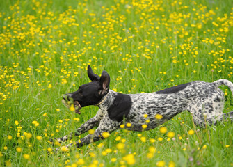 Happy dog running through a meadow with buttercups