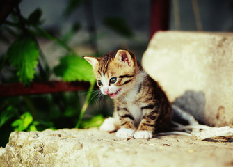 Obraz premium lovely kitty with blue eyes