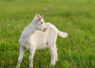 Obraz premium goatling