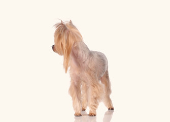 Little dog isolated over white background