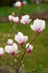 Fototapeta premium blühende Magnolien