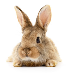 Brown rabbit on white.