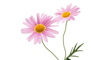 pink daisy isolated