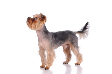 funny york dog in the studio