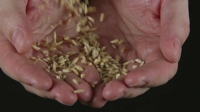 SLOW: A lot of a oats fall on a human hands