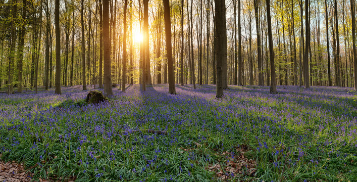 Hallerbos Belgien