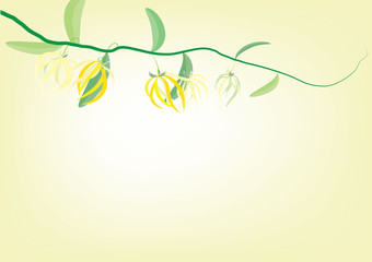 ylang ylang flowers ,yellow flowers  with branch on white background