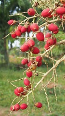 Ripe fruits of manila palm tree. Selective focus.