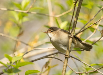 Obraz premium Eurasian Reed Warbler (Acrocephalus scirpaceus)